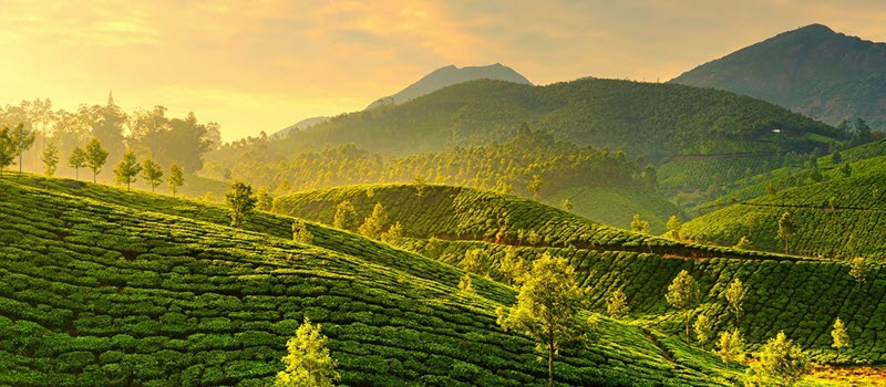 Munnar: The Enchanting Hill Station