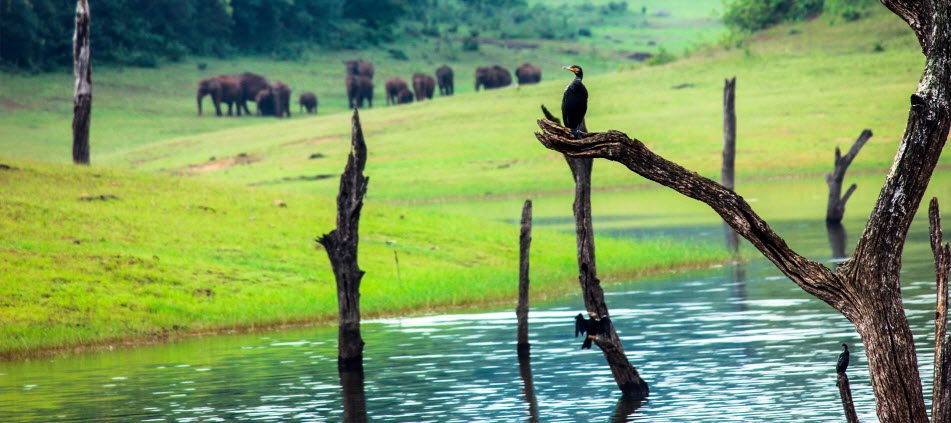 Thekkady: The Wildlife Sanctuary